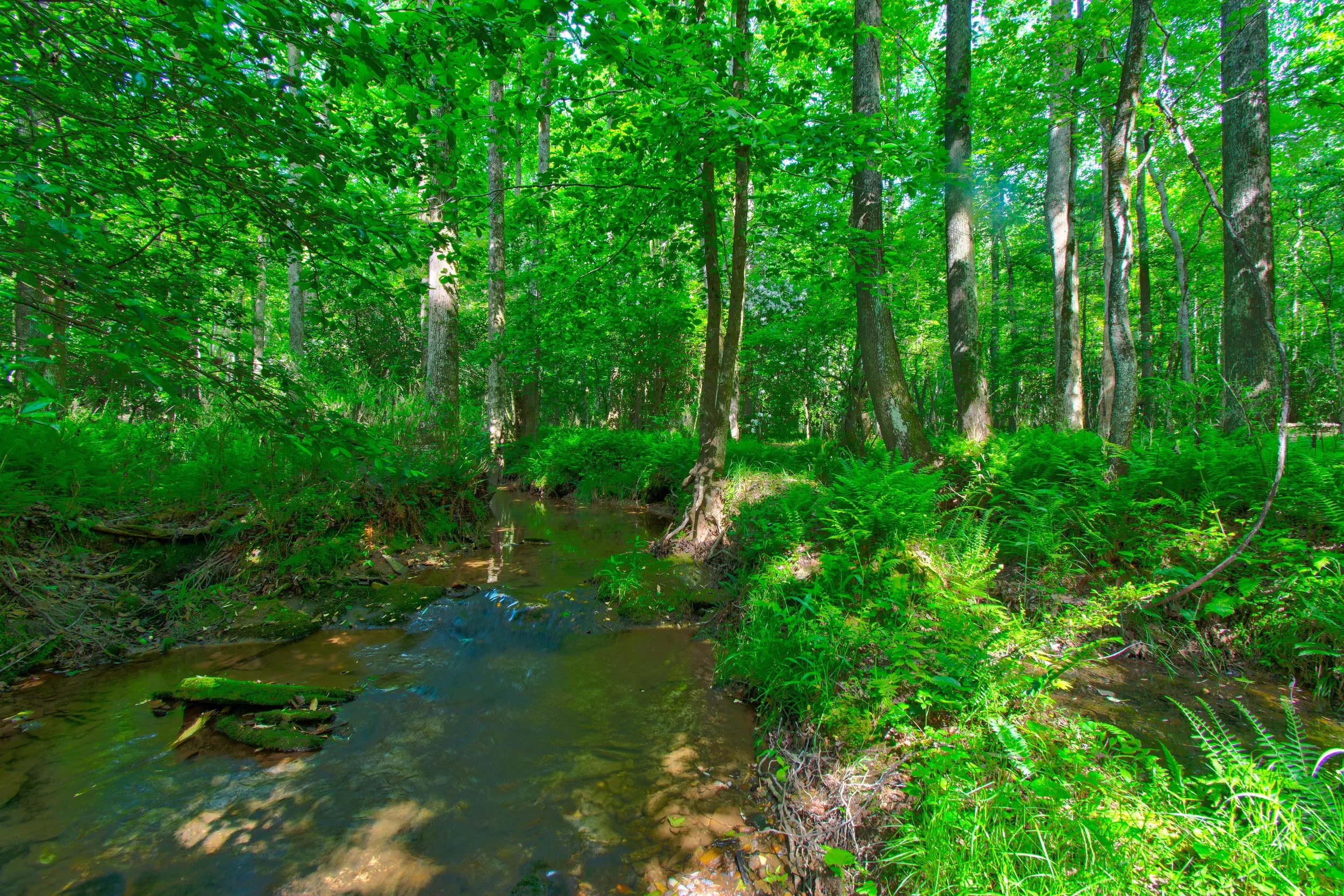 Land for Sale Castleberry Bridge Road, Dawsonville GA — North