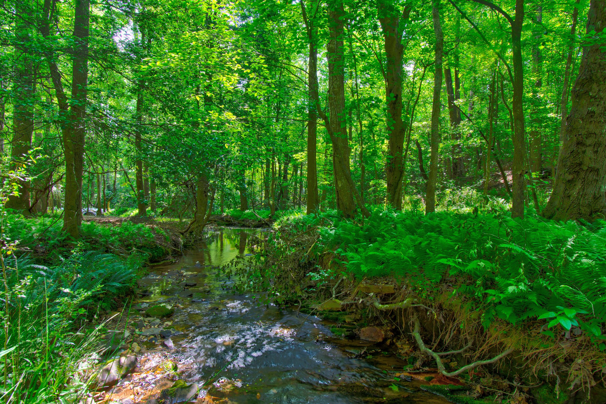 Land for Sale Castleberry Bridge Road, Dawsonville GA — North