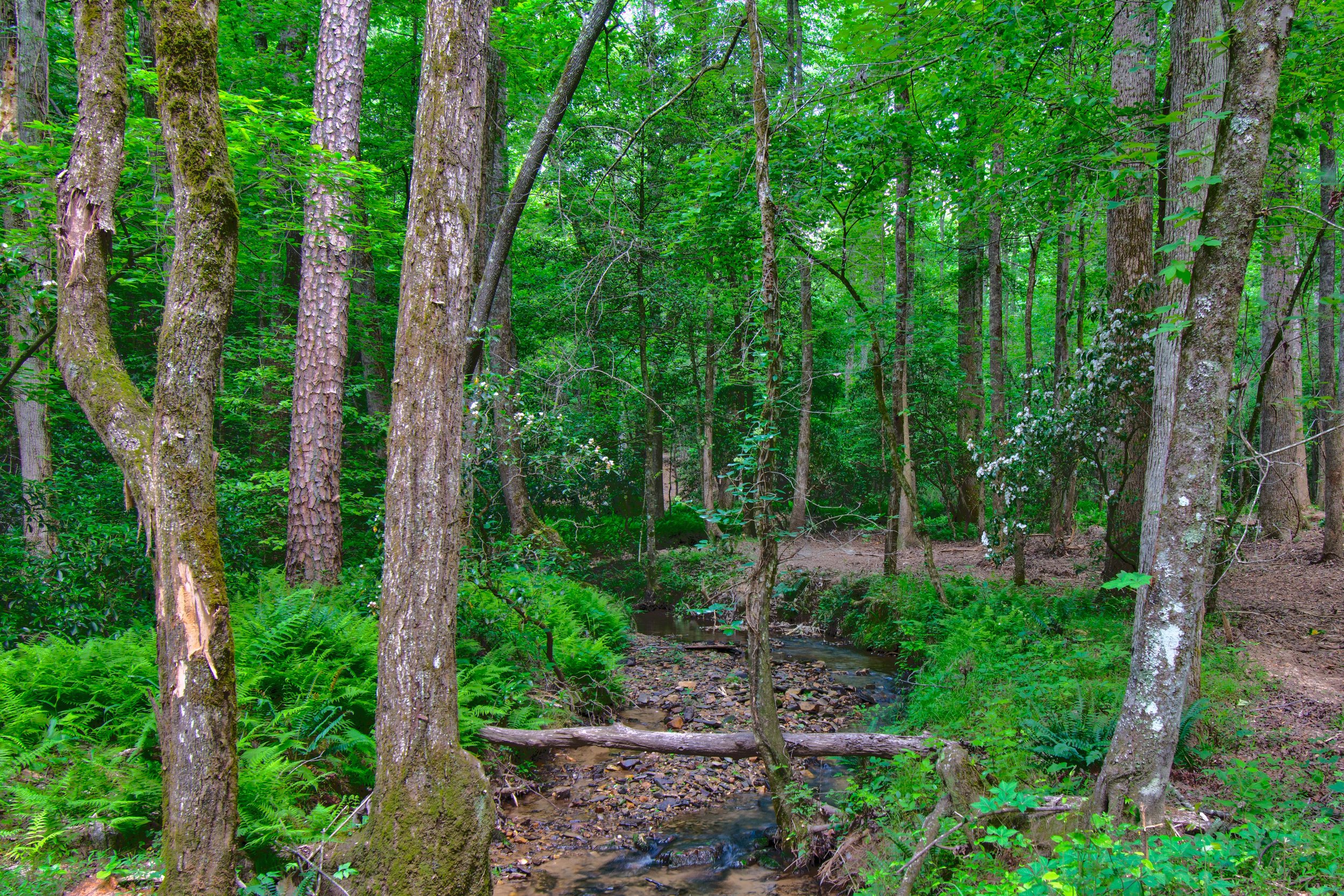 Land for Sale Castleberry Bridge Road, Dawsonville GA — North