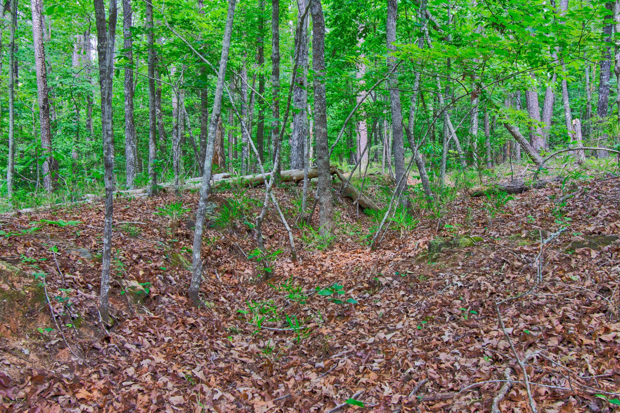 Land for Sale Castleberry Bridge Road, Dawsonville GA — North
