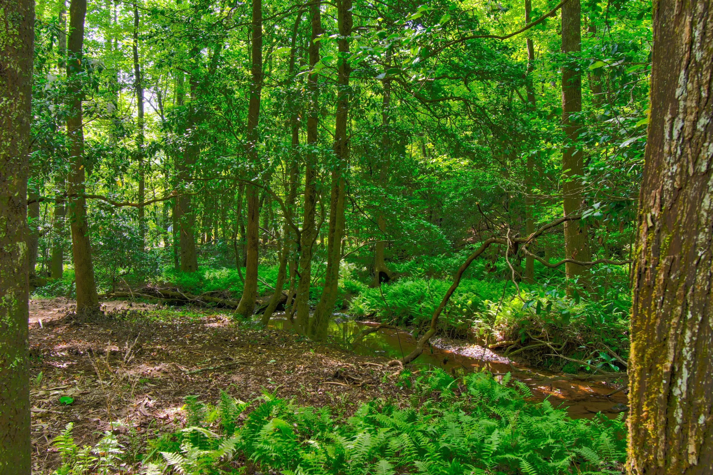 Land for Sale Castleberry Bridge Road, Dawsonville GA — North