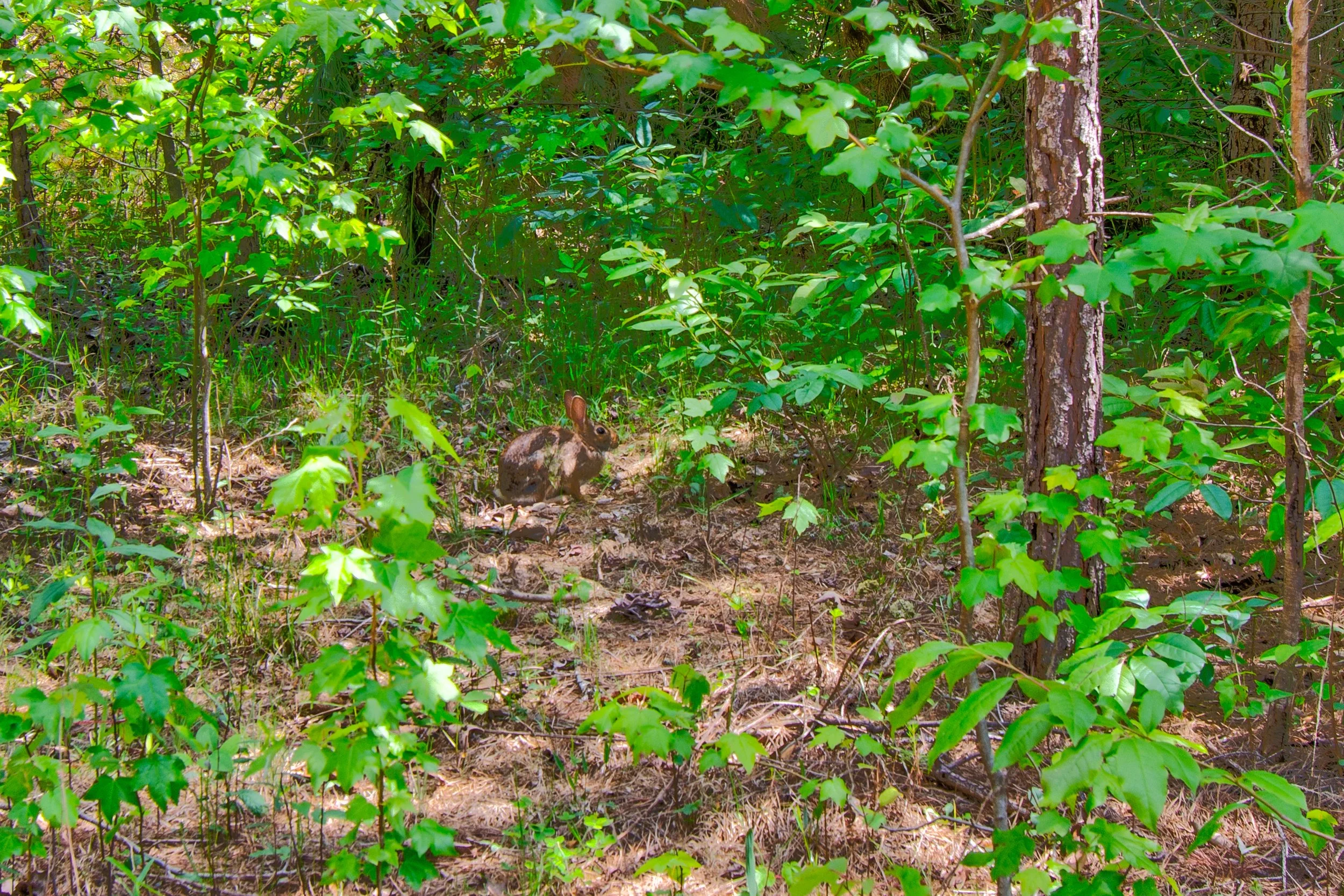 Land for Sale Castleberry Bridge Road, Dawsonville GA — North