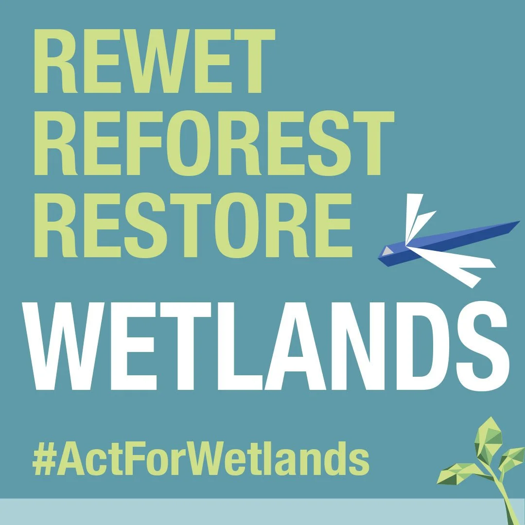 wetlands graphic 2.jpg