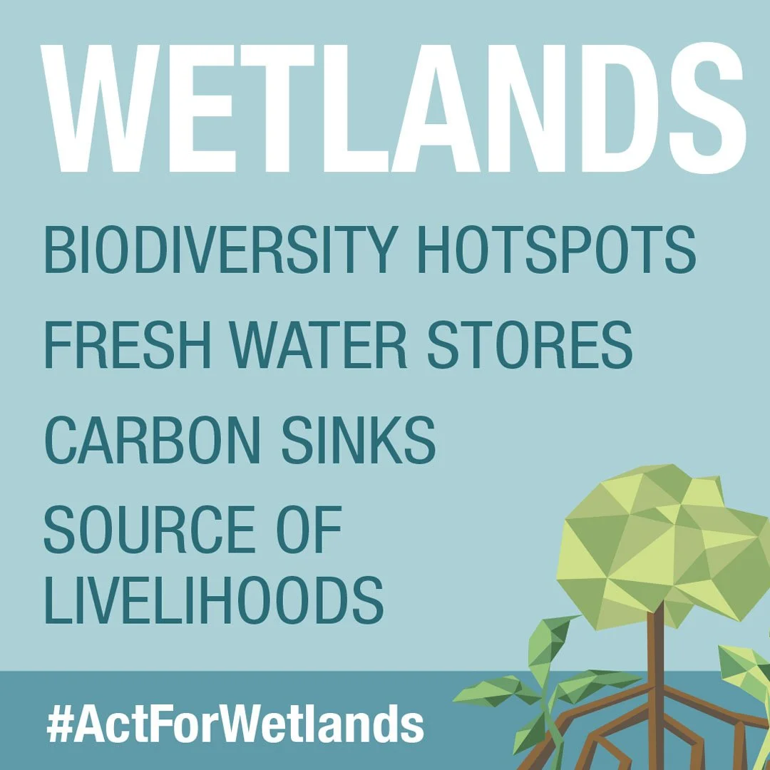 wetlands graphic 1 .jpg