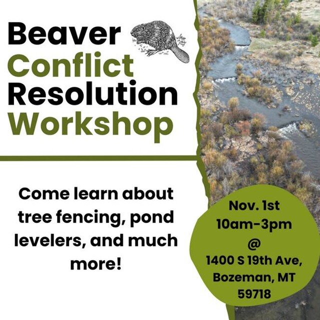 Mark your calendar!📅

Join us for a workshop focused on beaver conflict resolution strategies and resources on Wednesday, November 1st from 10am-3pm. This event will be hosted by @nationalwildlife, @montanafwp, @montanafreshwaterpartners, &amp; Gall