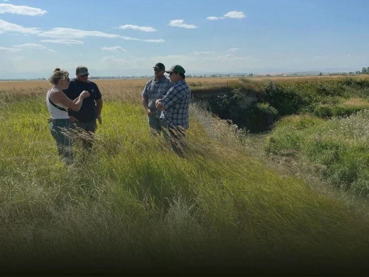 Spring Creek Farms Project Series: Welcome to Spring Creek Farms! 🌾🚜💧🌱

The Gallatin Watershed Council is excited to be working with Tim and Nick Venhuizen to restore almost 3 miles of creek on their family-owned and operated farm, just south of 