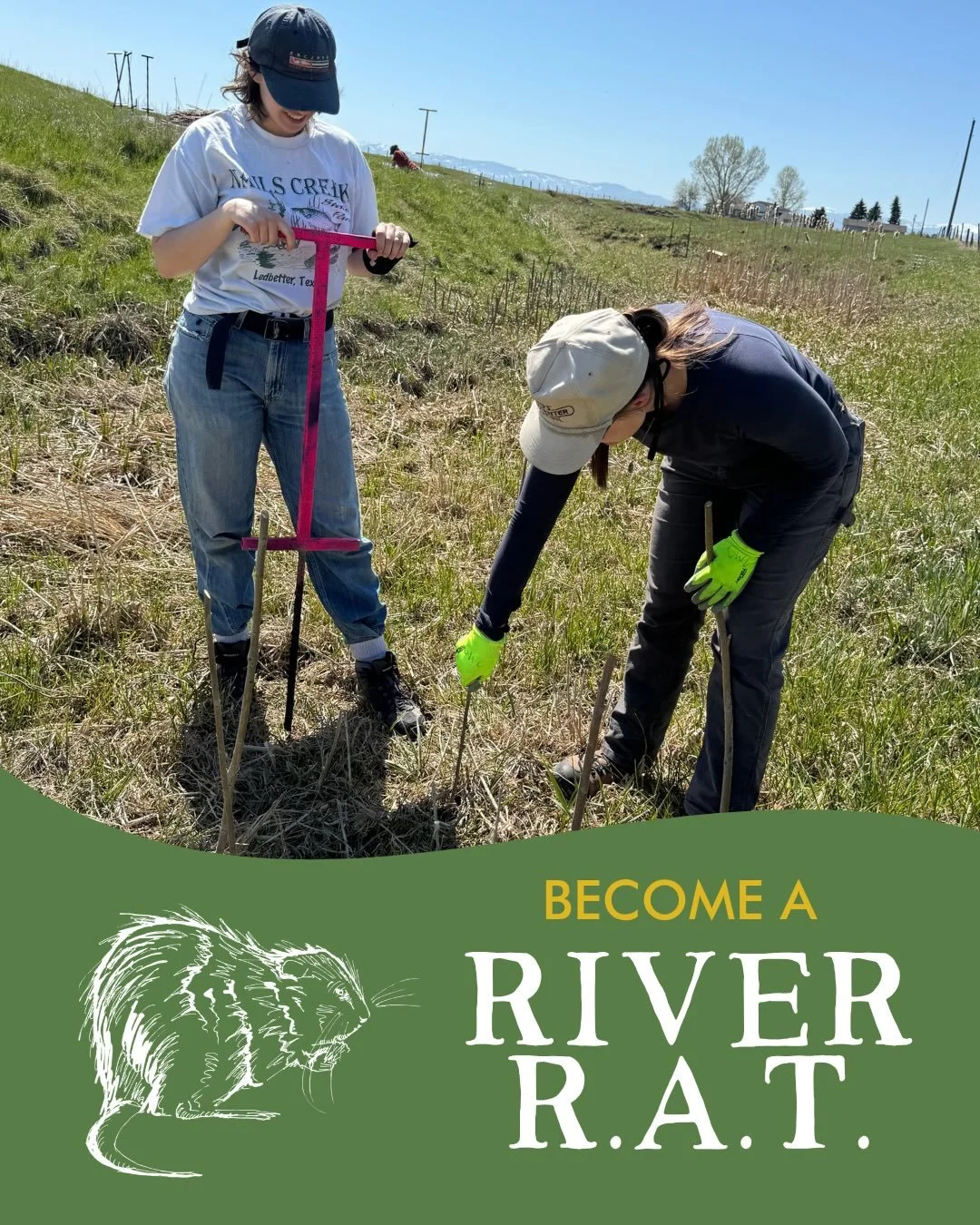 Join the River R.A.T.s (River Restoration Action Team) and help restore streams and wetlands across the Gallatin Valley! This is the perfect opportunity for hands-on volunteers who want to make a real difference while building skills in ecological re