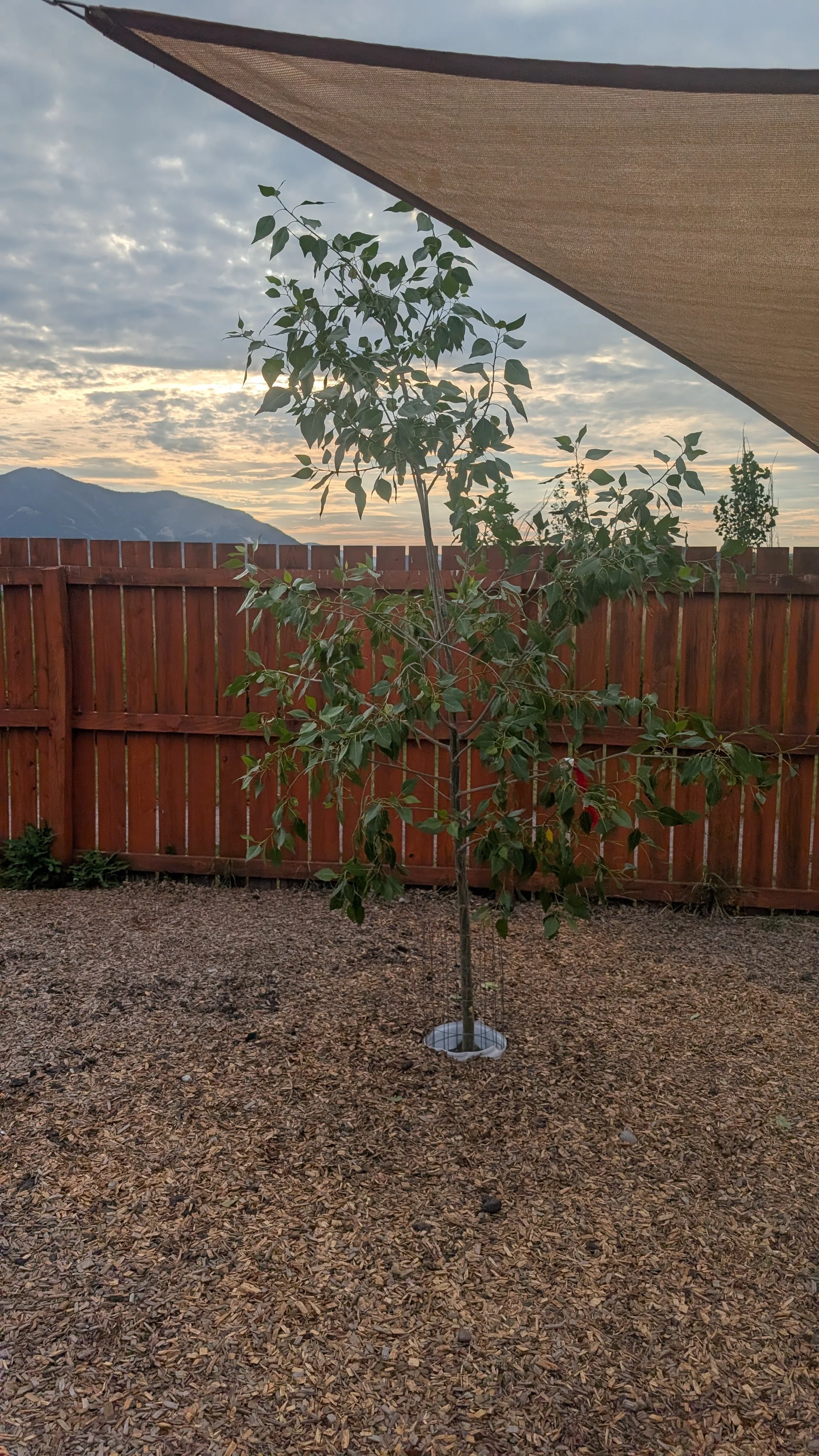 Rooted in Community: Branch Out Bozeman at Family Promise