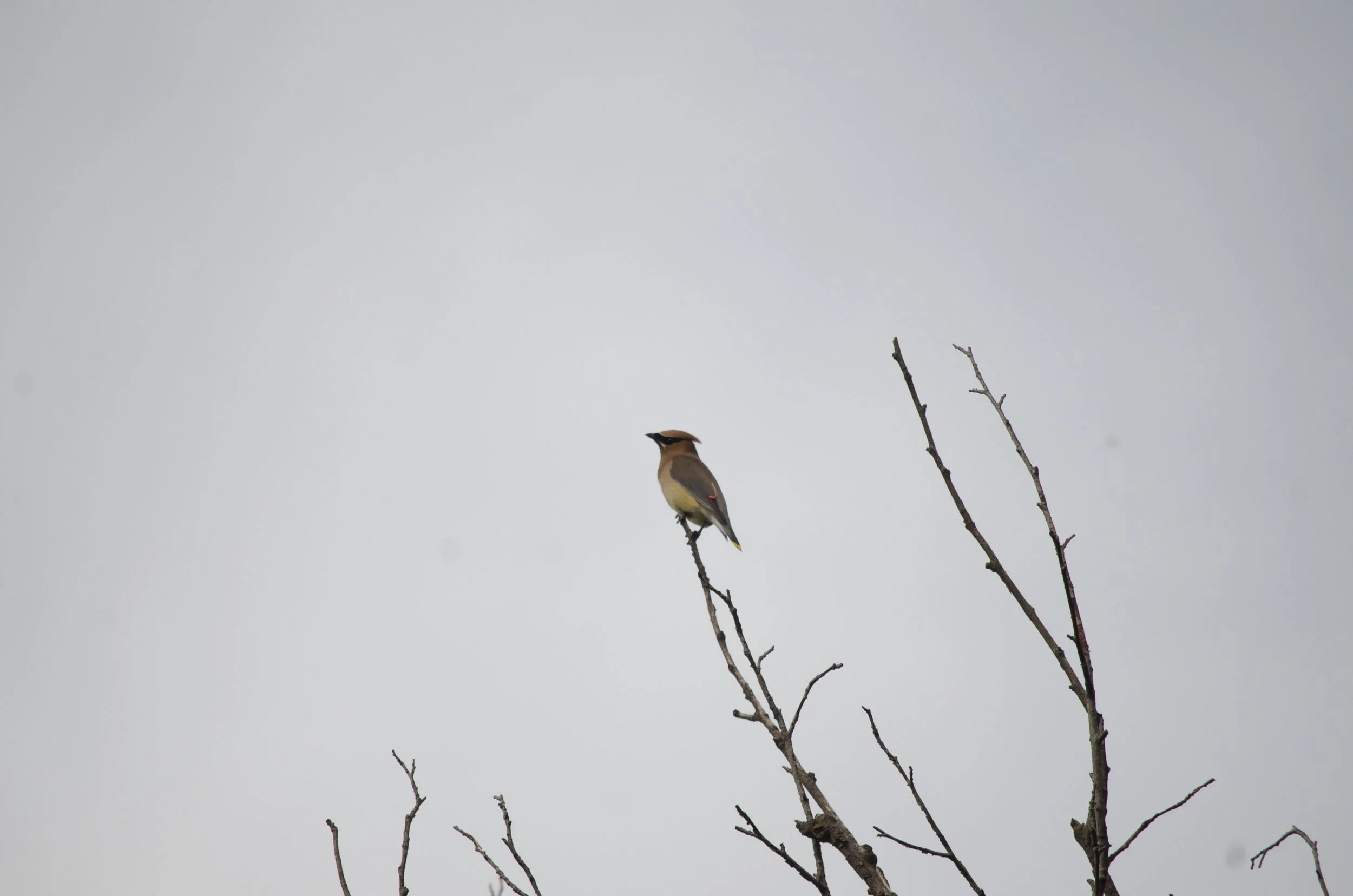 DSC_5533.jpg