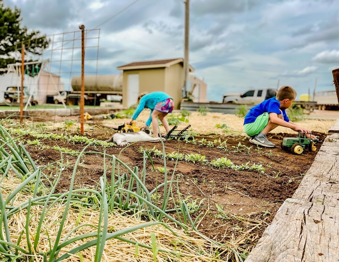 Garden - How it started &amp; how it&rsquo;s going ➡️

Do they have a sandbox to play in?

YES. 

Would they rather play near me? 

YES.

Are their dump truck race tracks helping with weed control?

YES.

Just as parenting, I&rsquo;m learning how to 