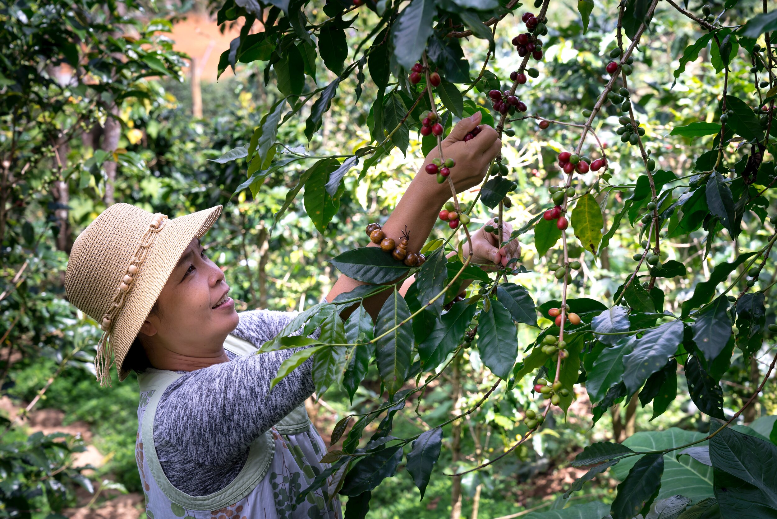 agriculture, woman picking from tree