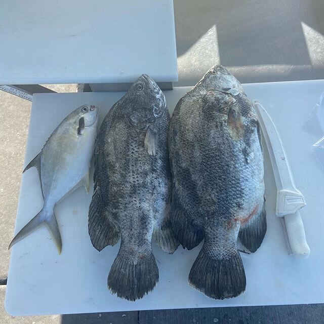 Great 4 hour trip! Perfect weather the Kufner crew caught two nice #tripletail, a #pompano and a few #spanishmackerel plus we even had time to do some shelling!