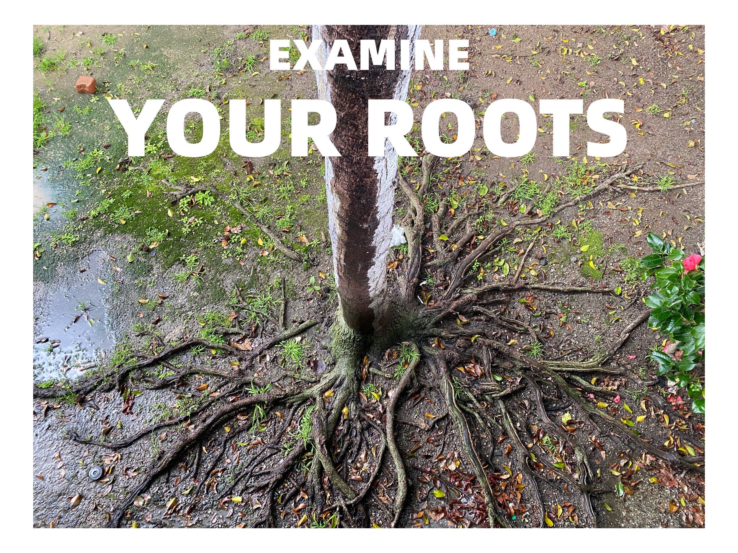 IMG_8059ROOTS.jpg