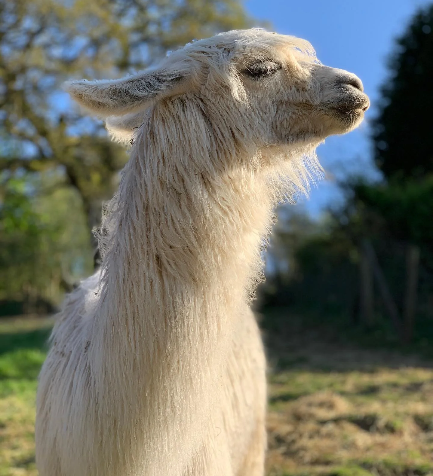 Pembrokeshire Llamas The Finest Llama Walks In Wales Join Us For A Pembrokeshire llamas the finest llama walks in wales join us for a