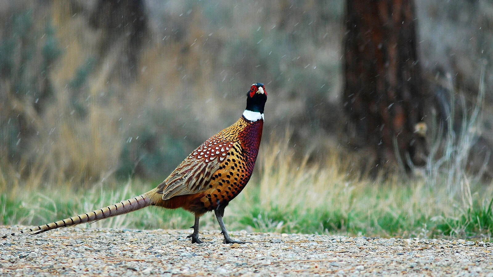pheasant-2-resized.jpg