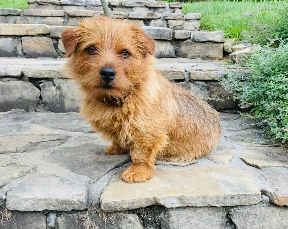 Are Norfolk Terriers Smart Dogs