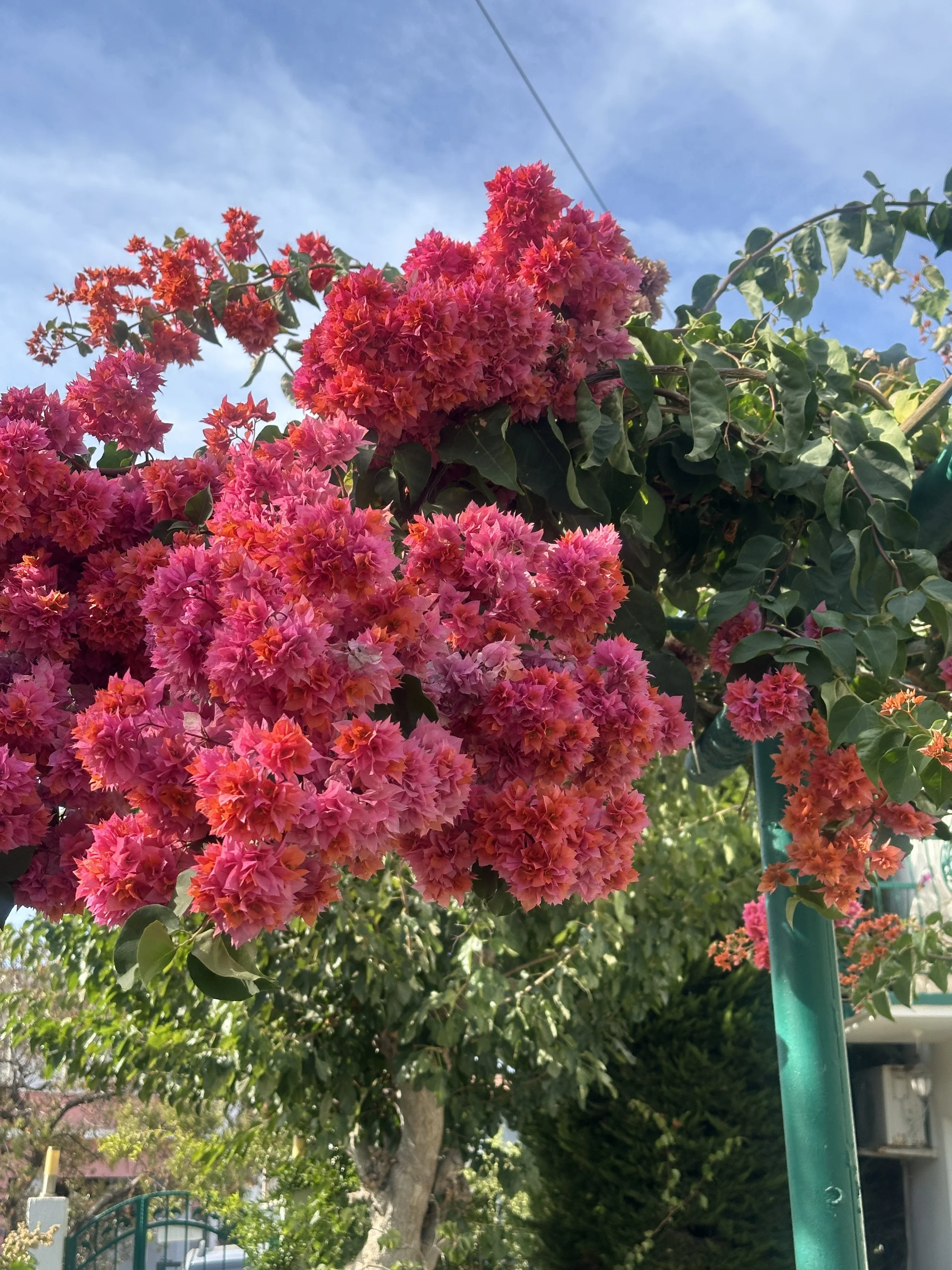 IMG_2055.jpeg
