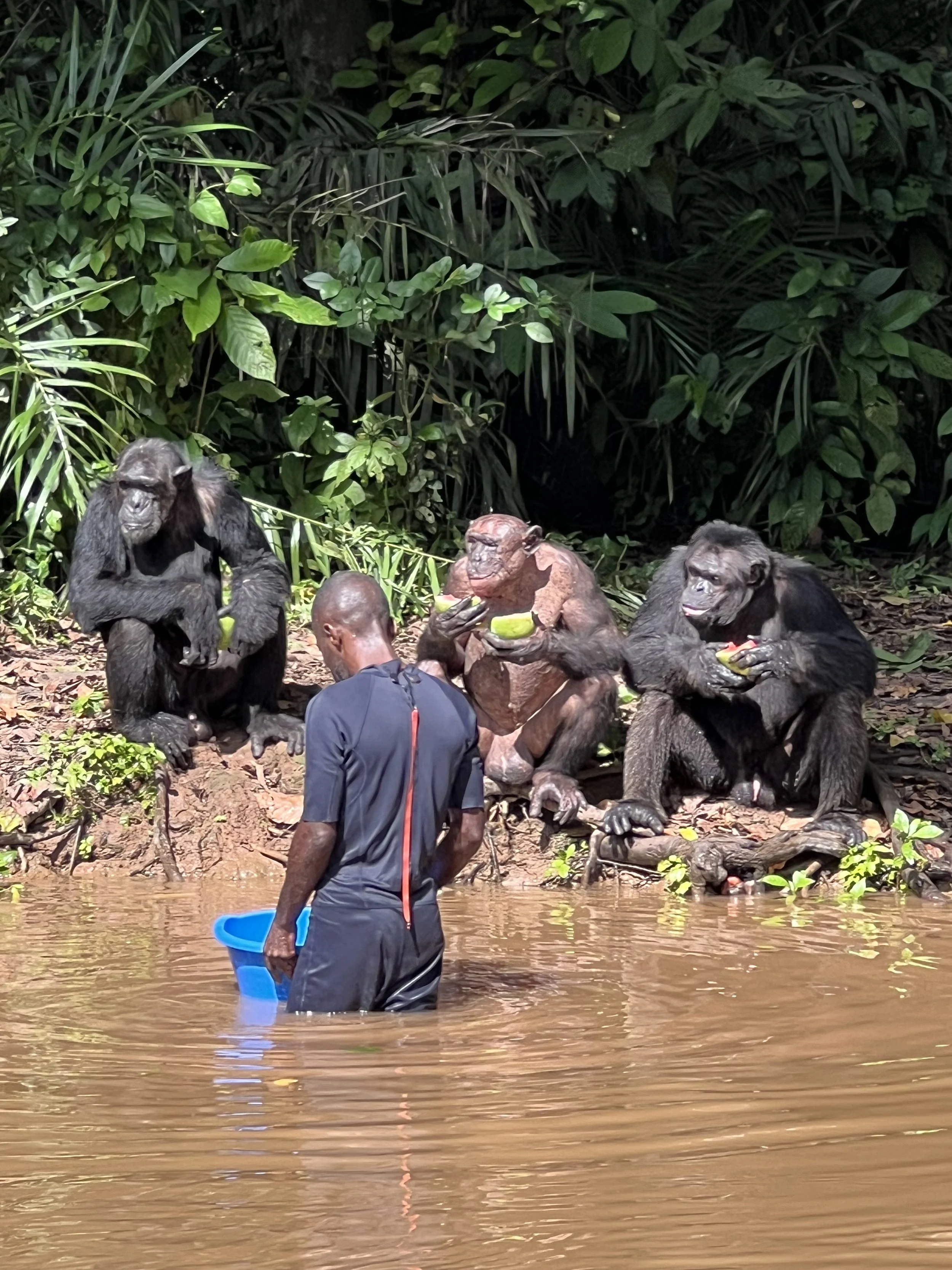 Humans and chimpanzees sitting and eating near a river, surrounded by dense green jungle foliage in the Republic of Congo.