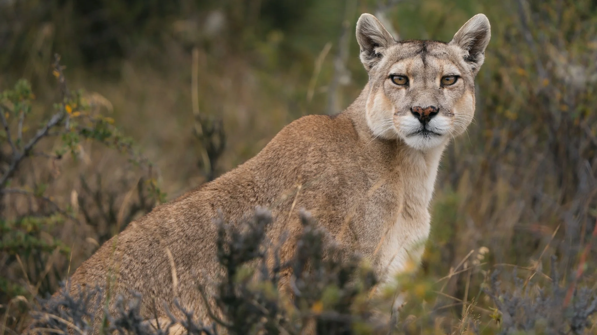 04-puma-portrait-close.jpg
