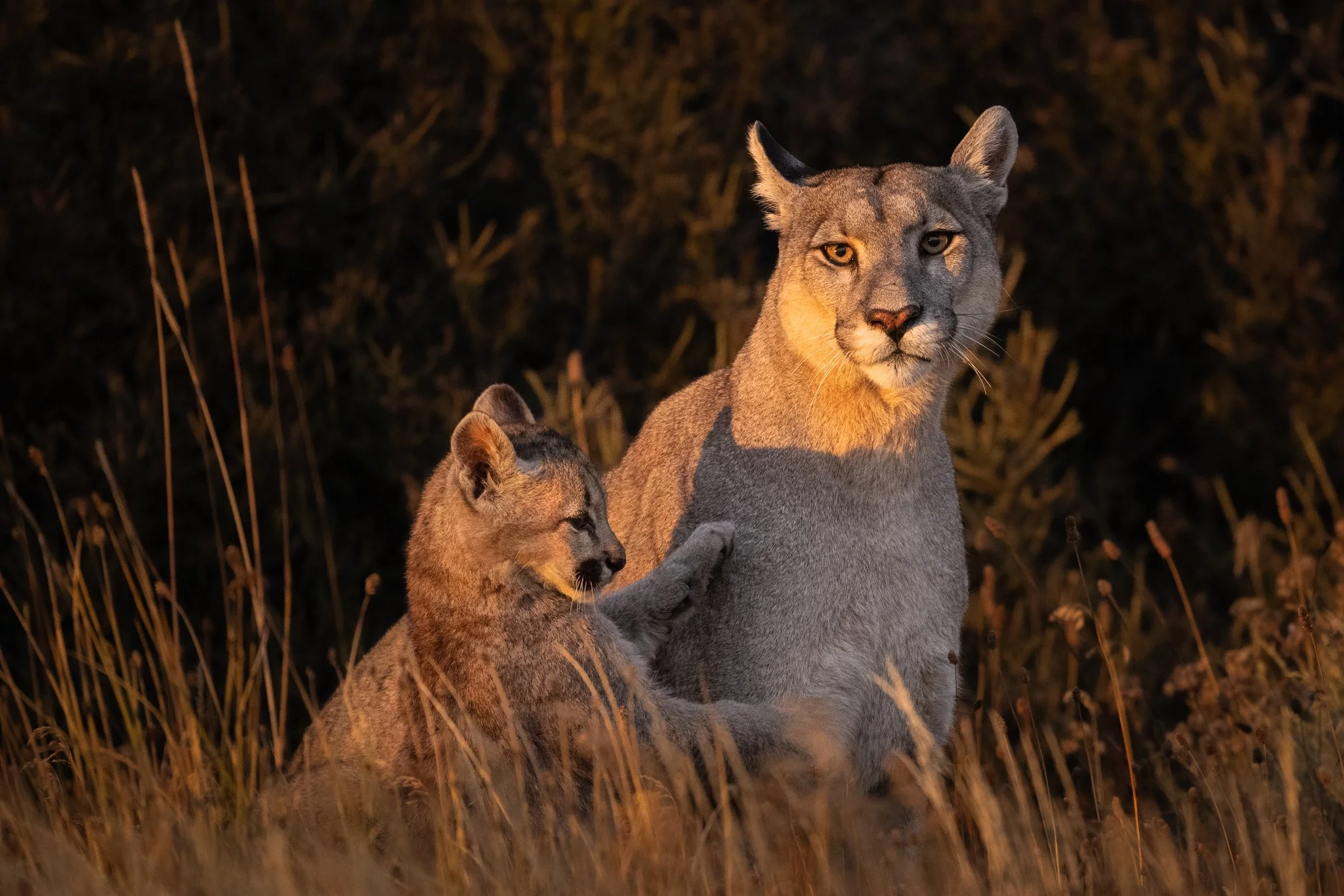 06-puma-pair-grass.jpg