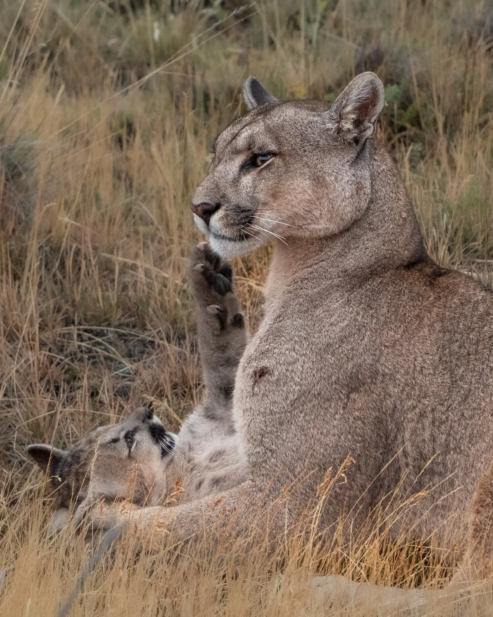 05-puma-cub-with-mother.jpg
