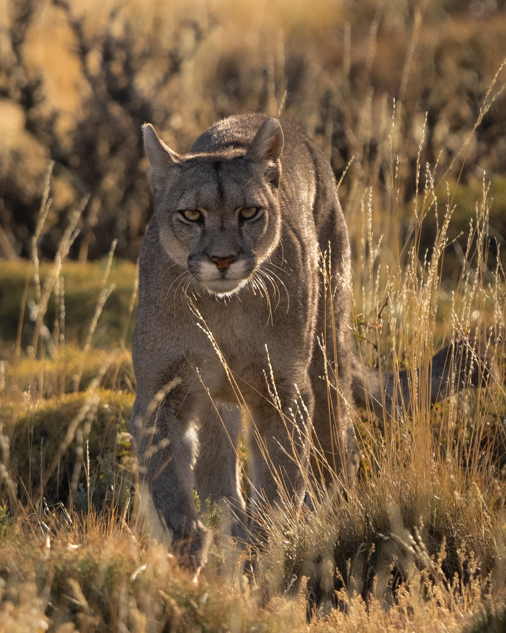 07-puma-dark-grass.jpg