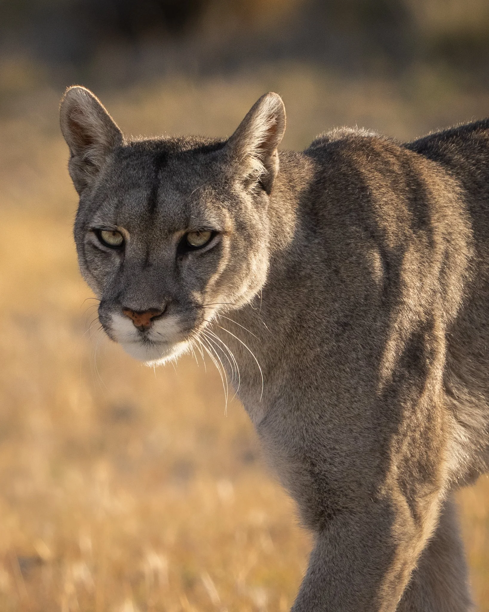 08-puma-walking-grass.jpg