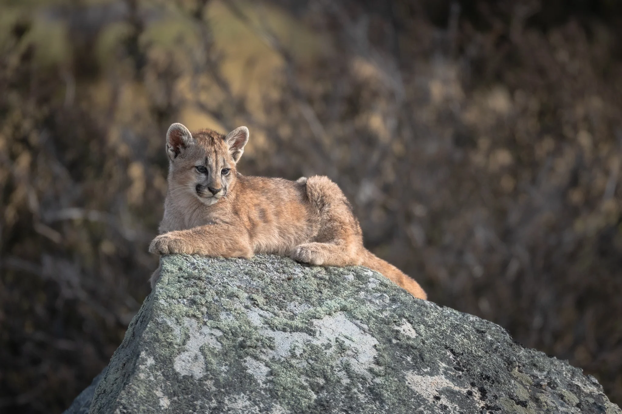 10-puma-on-rock.jpg