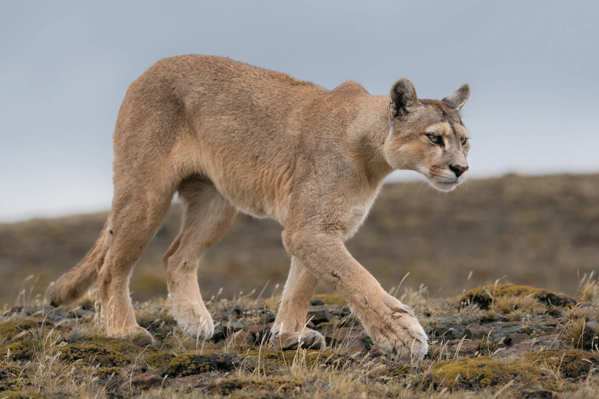 11-puma-walking-open.jpg