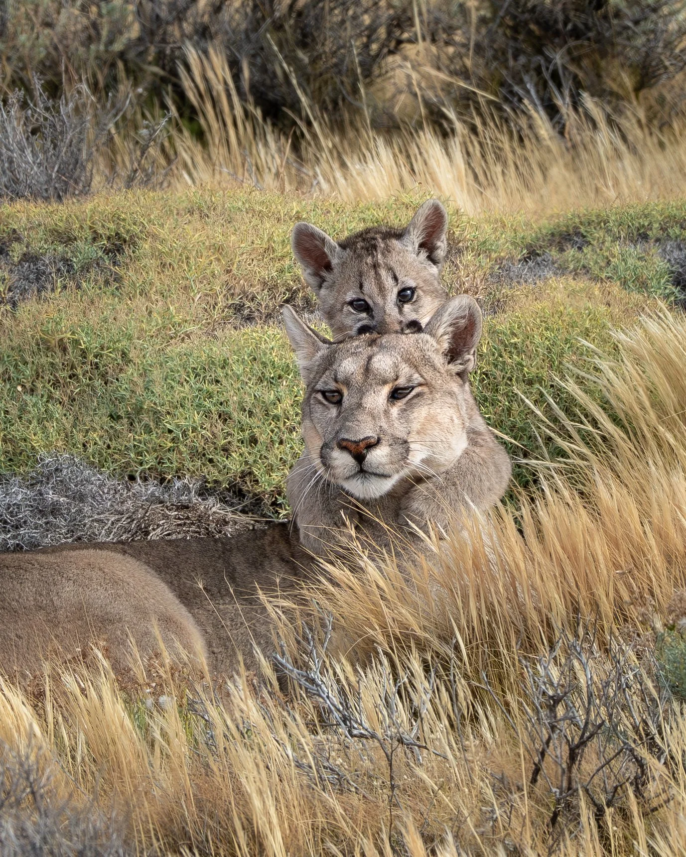 13-puma-cub-grass.jpg