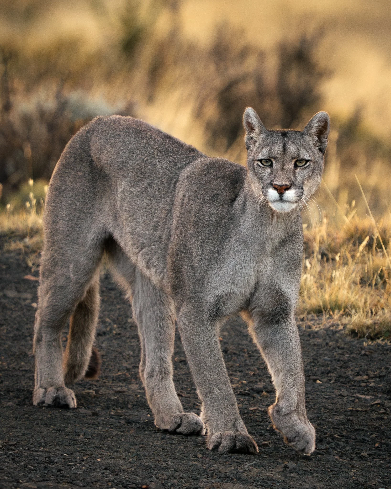 14-puma-standing-alert.jpg