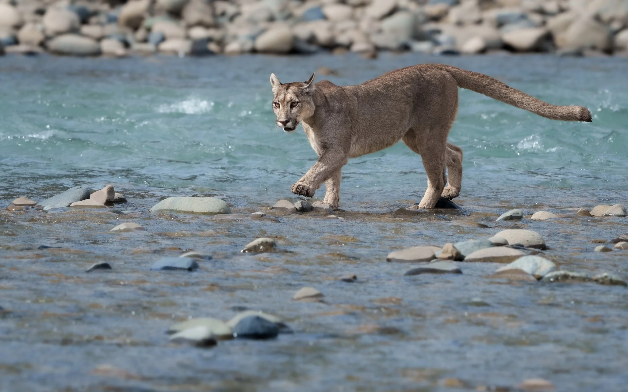 15-puma-river-crossing.jpg