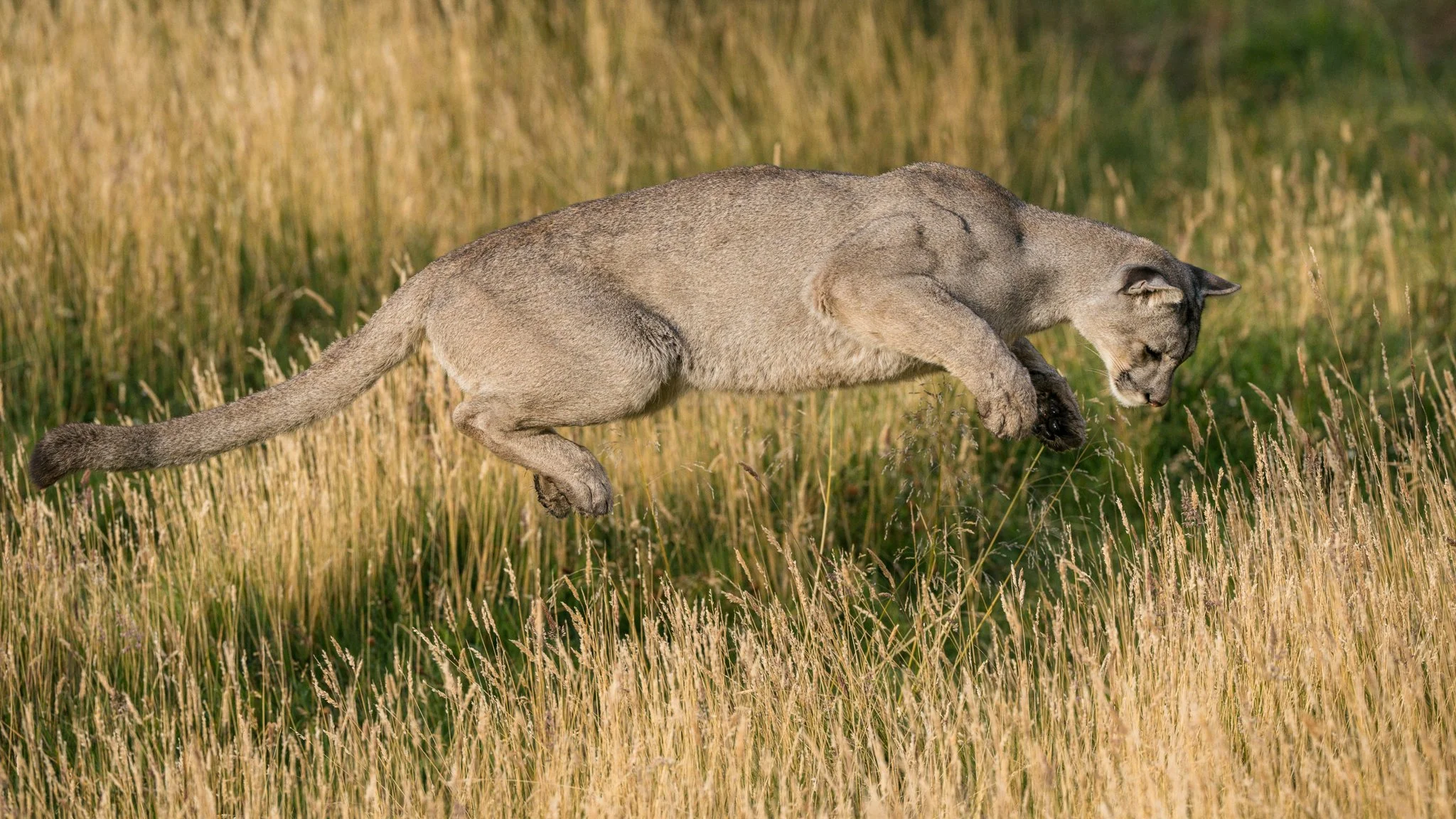 16-puma-stalking-grass.jpg