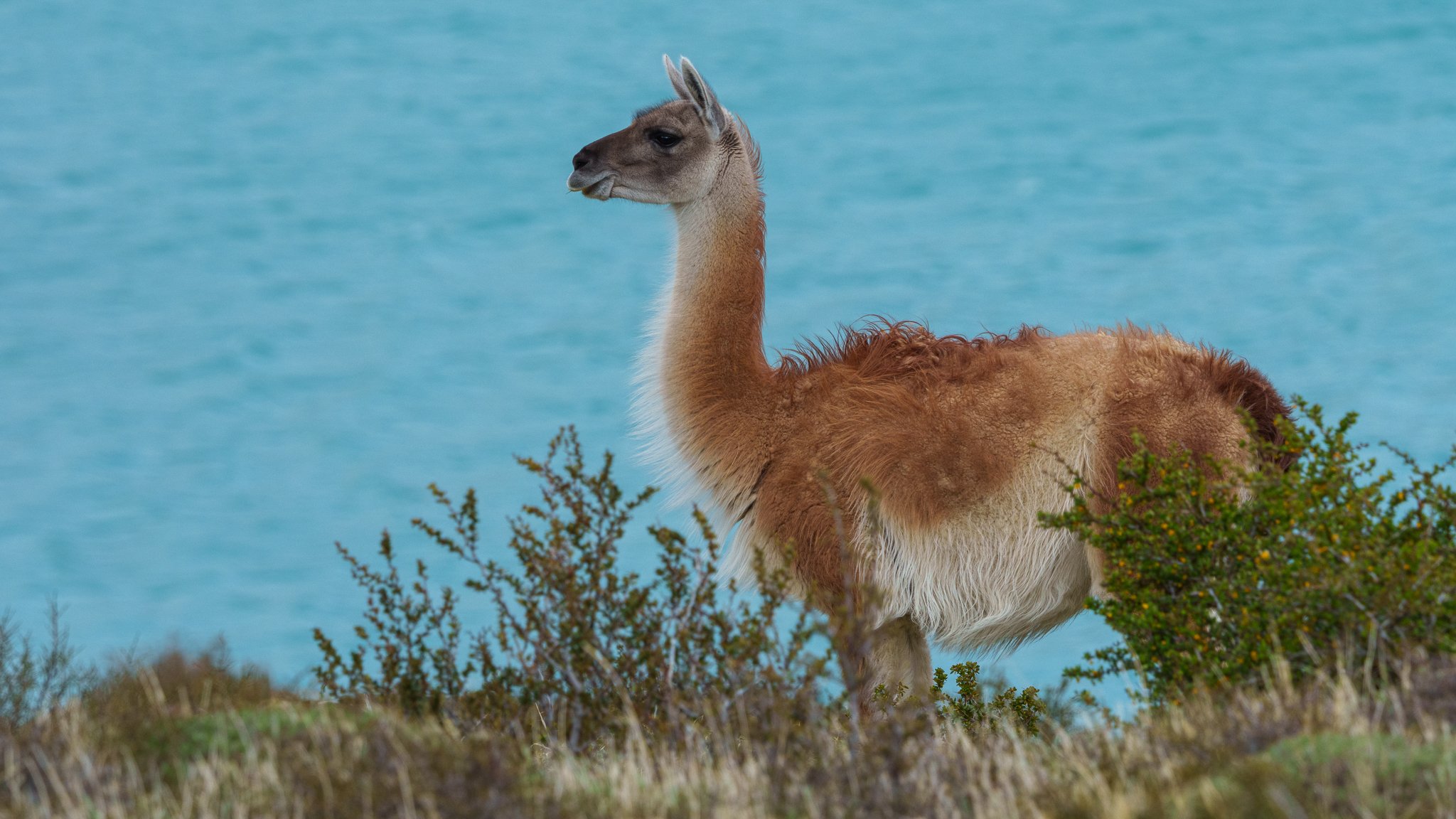 17-guanaco-lake.jpg