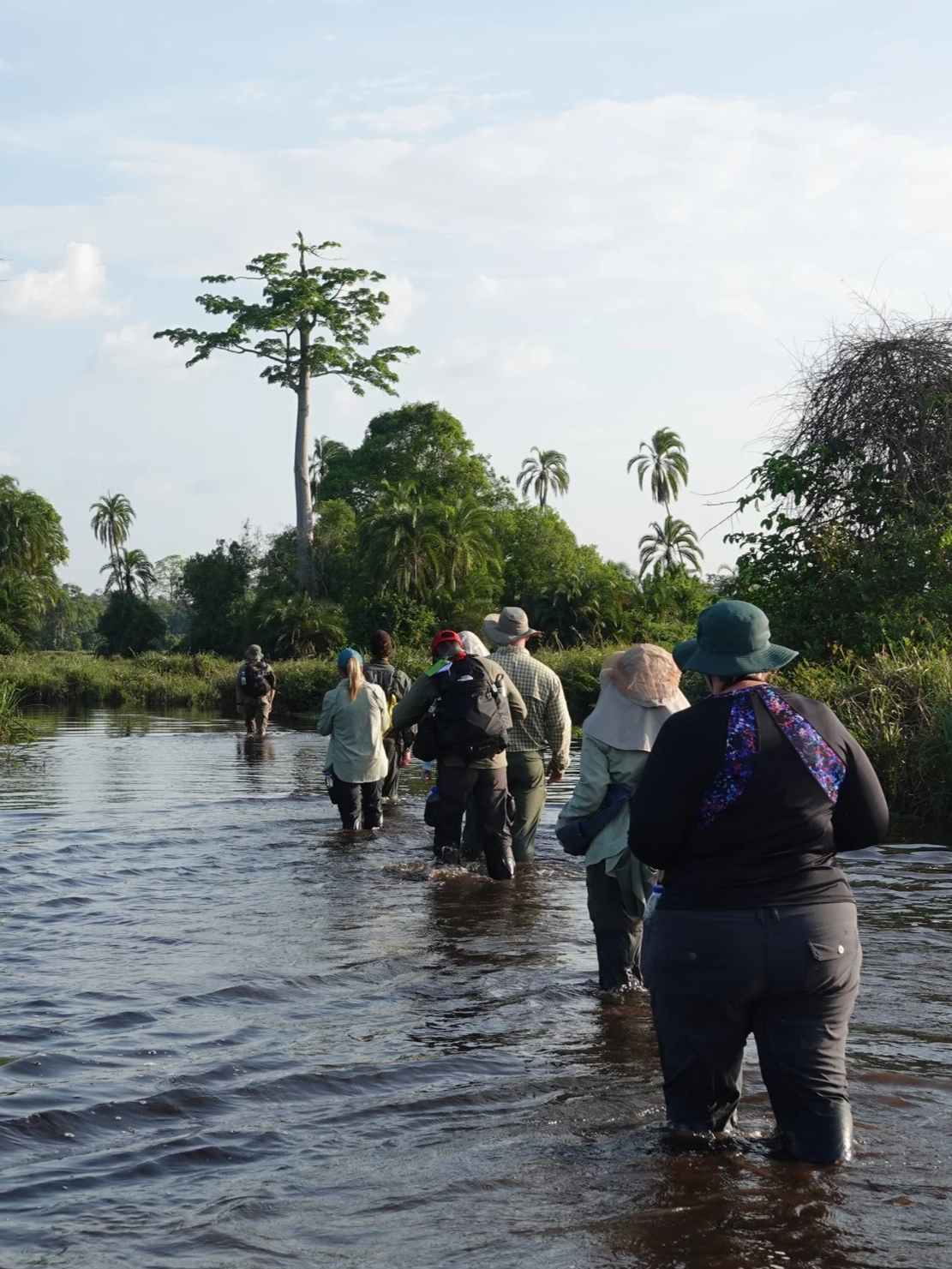 Group of people wading through a river in a tropical landscape with tall trees and palm trees in the Republic of Congo.