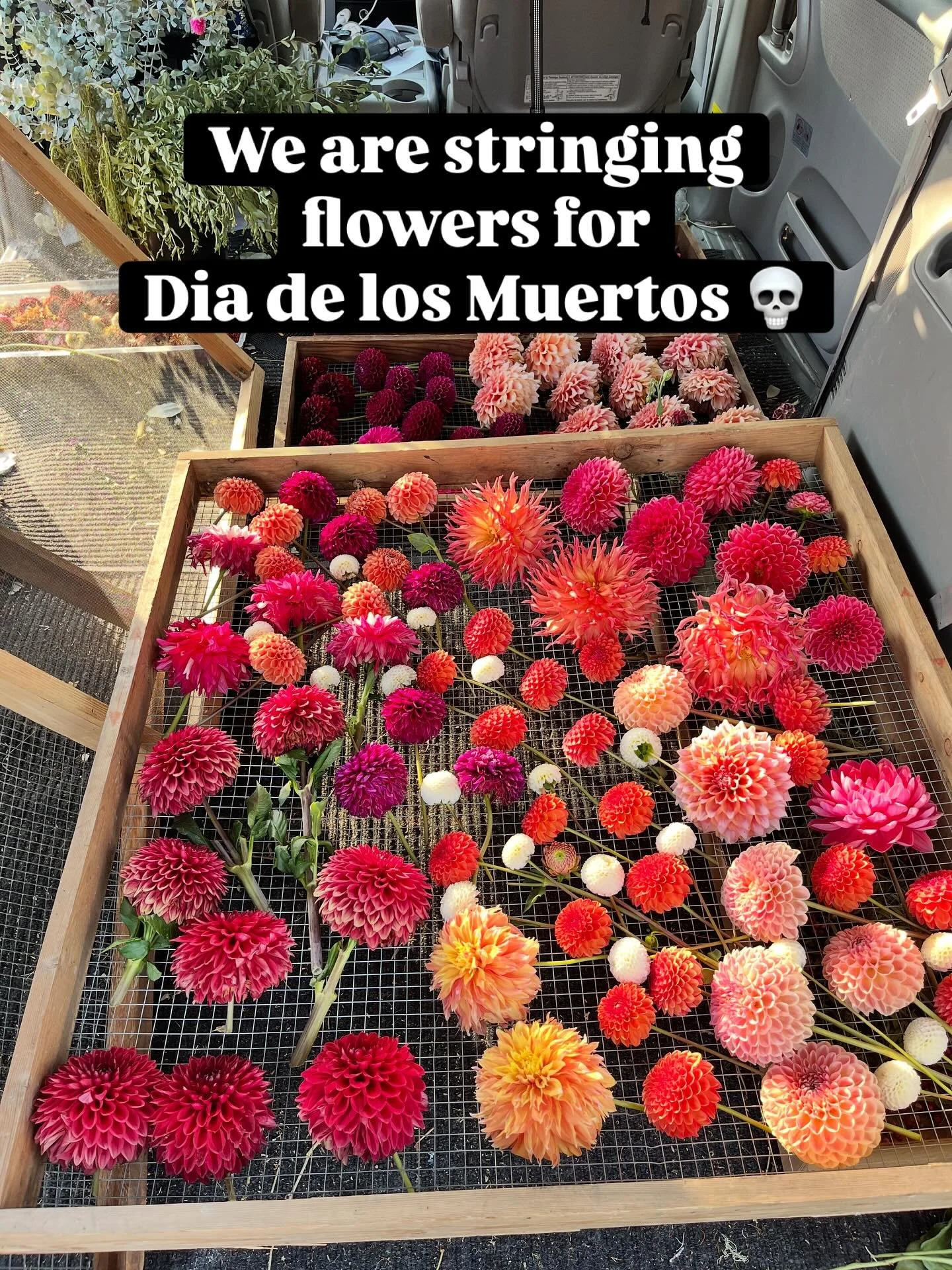 I&rsquo;ve had the honor of providing flowers for the amazing Dia de Los Muertos altar at the Chehalem Cultural Center for the past couple of years, and now Eduardo is going to add even more flowers to the altars at the cultural centers he decorates 