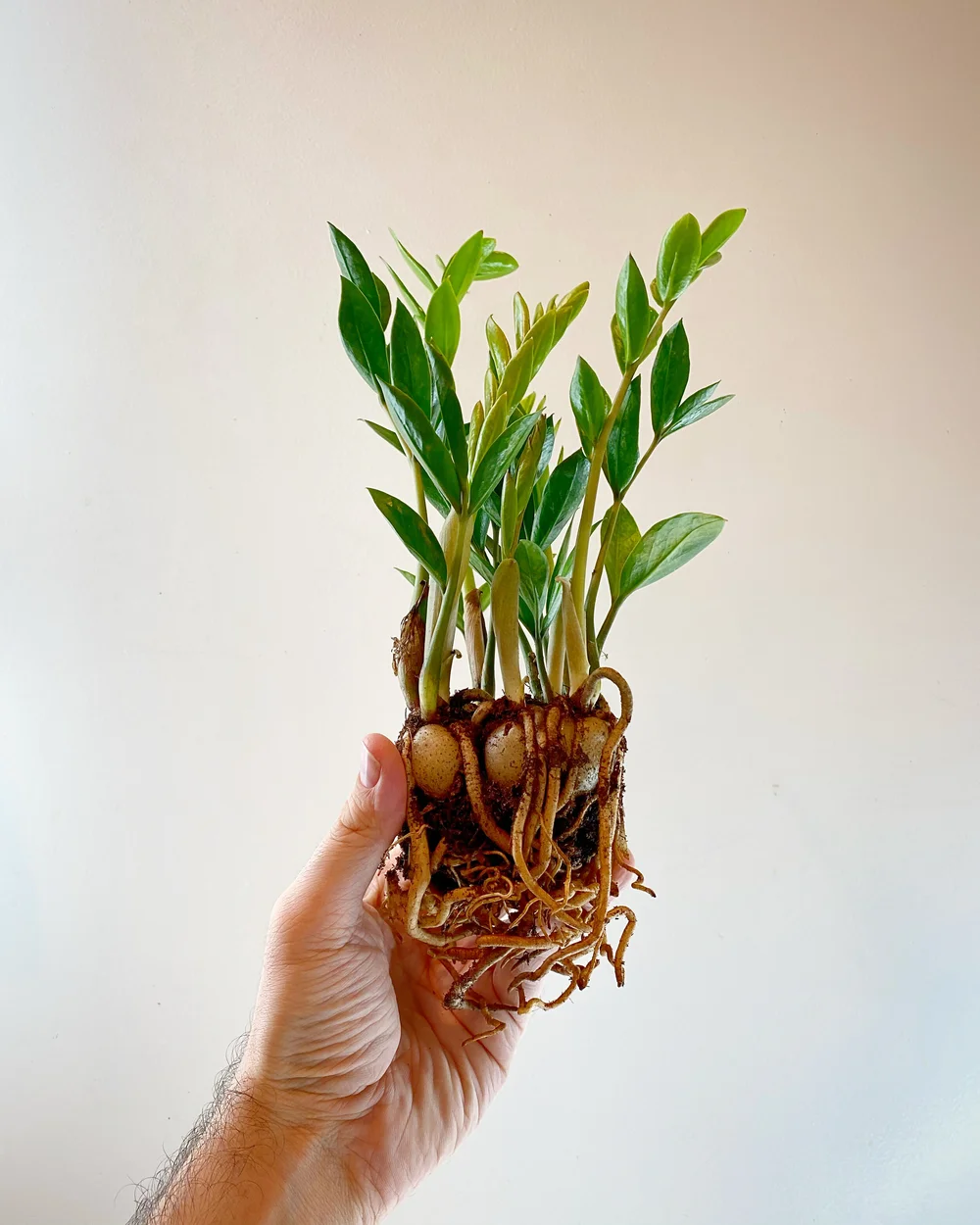 Ep 41 Keeping Up With Zz Plants Plant Daddy Podcast