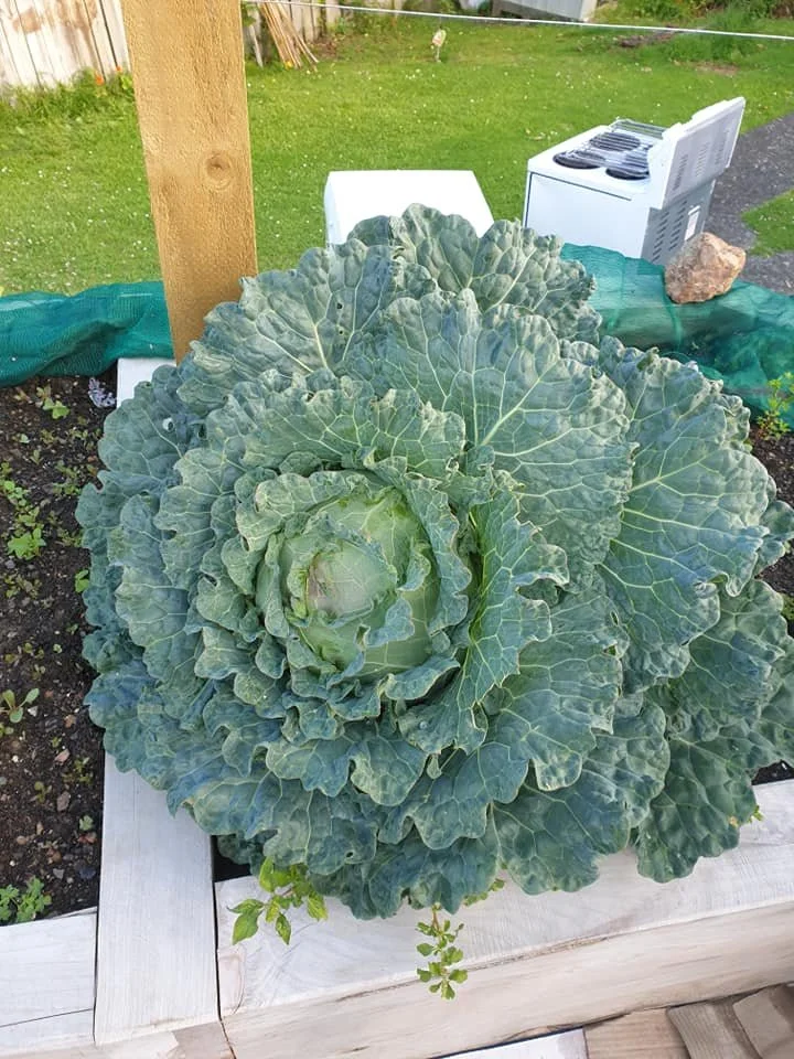 Cabbage.jpg