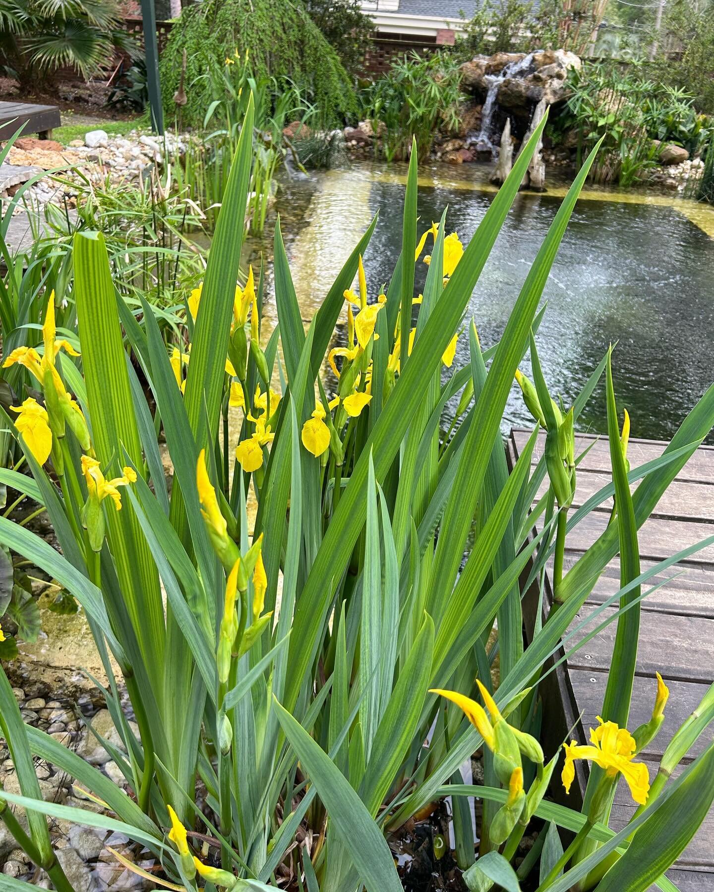Yellow flag iris in full bloom! This plant is known for its ability to live in wet areas of the landscape where many other plants would perform poorly. Low maintenance, and great for a pond (as shown here). Available for purchase at our nursery. Call