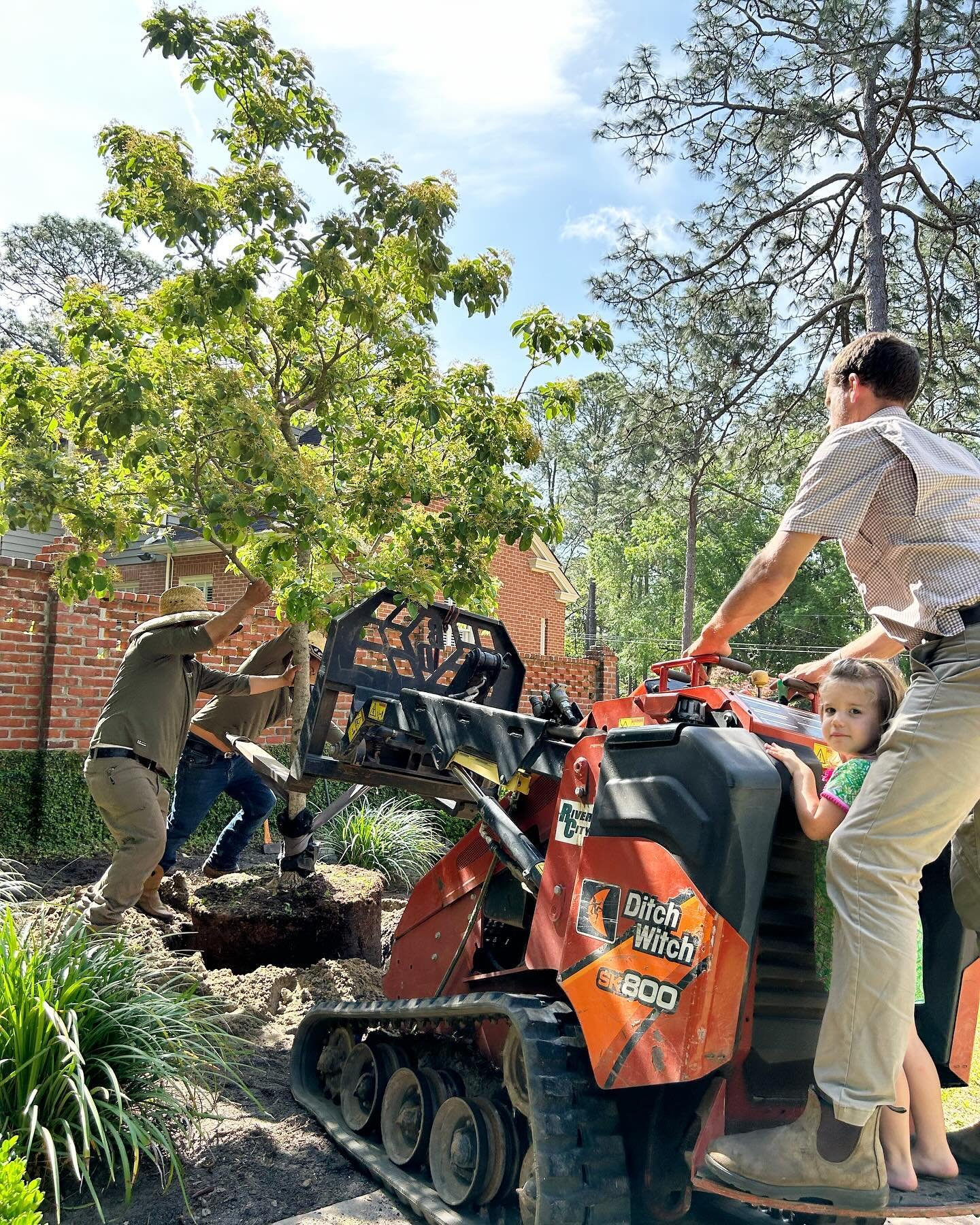 Planting a large Chinese fringe tree for one of our most loved clients (and neighbor). The blooms and leaves of a fringe tree are ever changing throughout the seasons giving the garden a lot of visual appeal. It&rsquo;s a highly prized and delightful