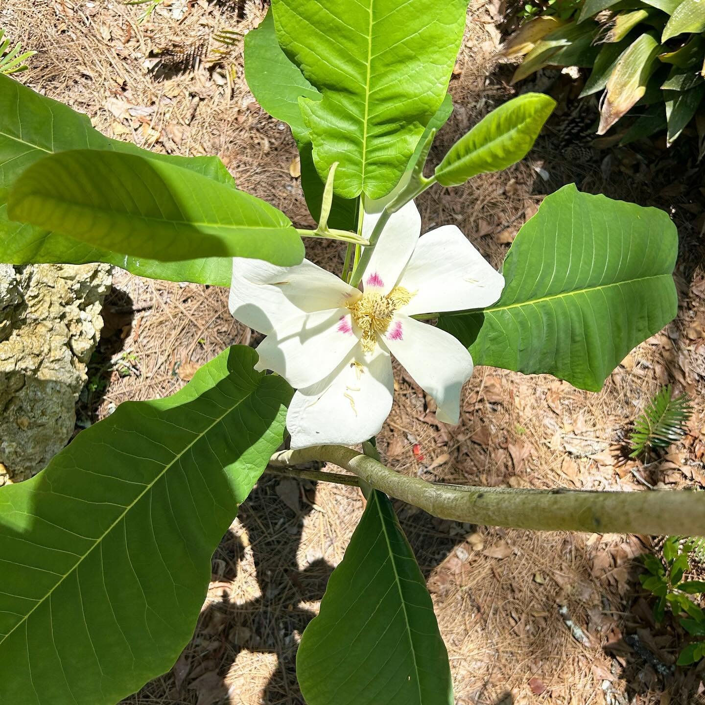 A rare (and native) tree: the Ashe Magnolia. The blooms make their appearance every April. Given its rarity, I think it&rsquo;s an obligation for us to cultivate this plant in our garden and preserve it in our forests. 

*grows best in well-drained s