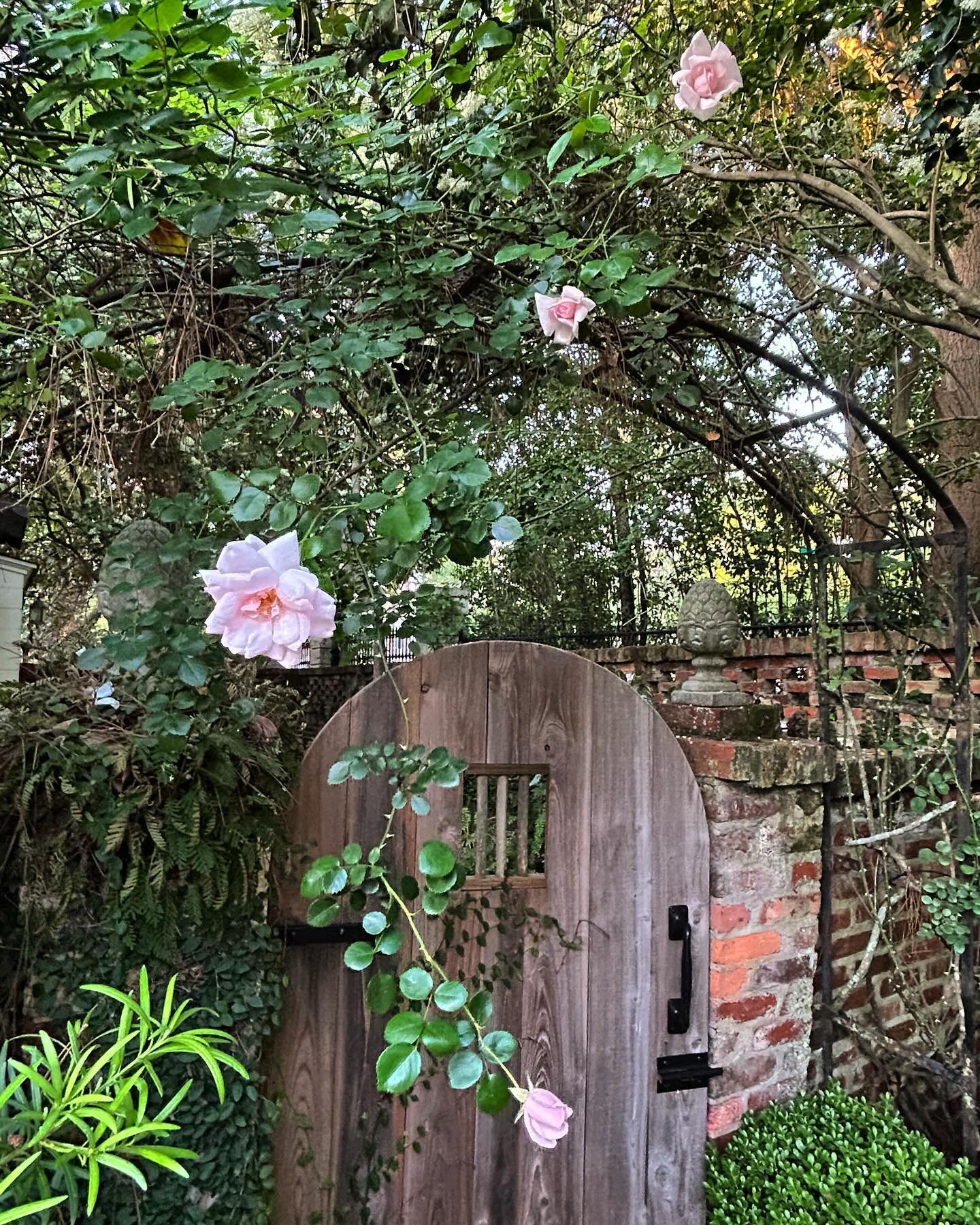Tis&rsquo; the season for roses.
 
We thought this New Dawn Rose was a goner when we purchased our home. The vine had zero foliage. After cutting back some tree limbs to allow for light, she is slowly making a comeback.