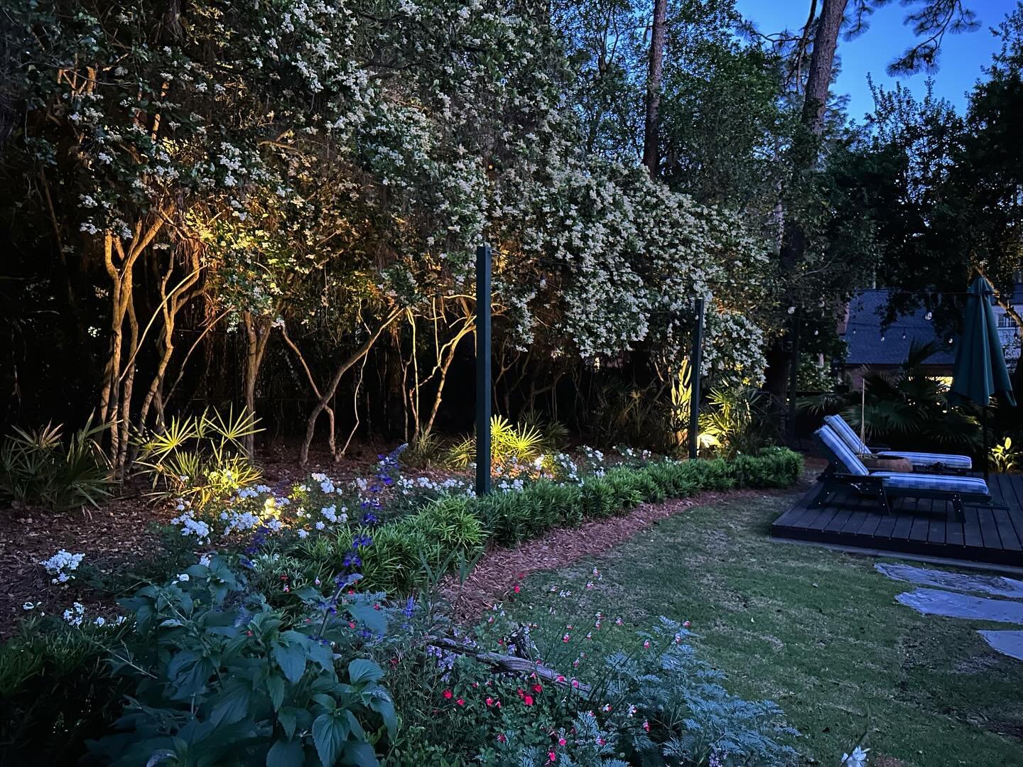 I just can&rsquo;t seem to capture the beauty of the 8 o&rsquo;clock hour in our backyard. The drift roses and privet are in full bloom now, and I am in bliss.