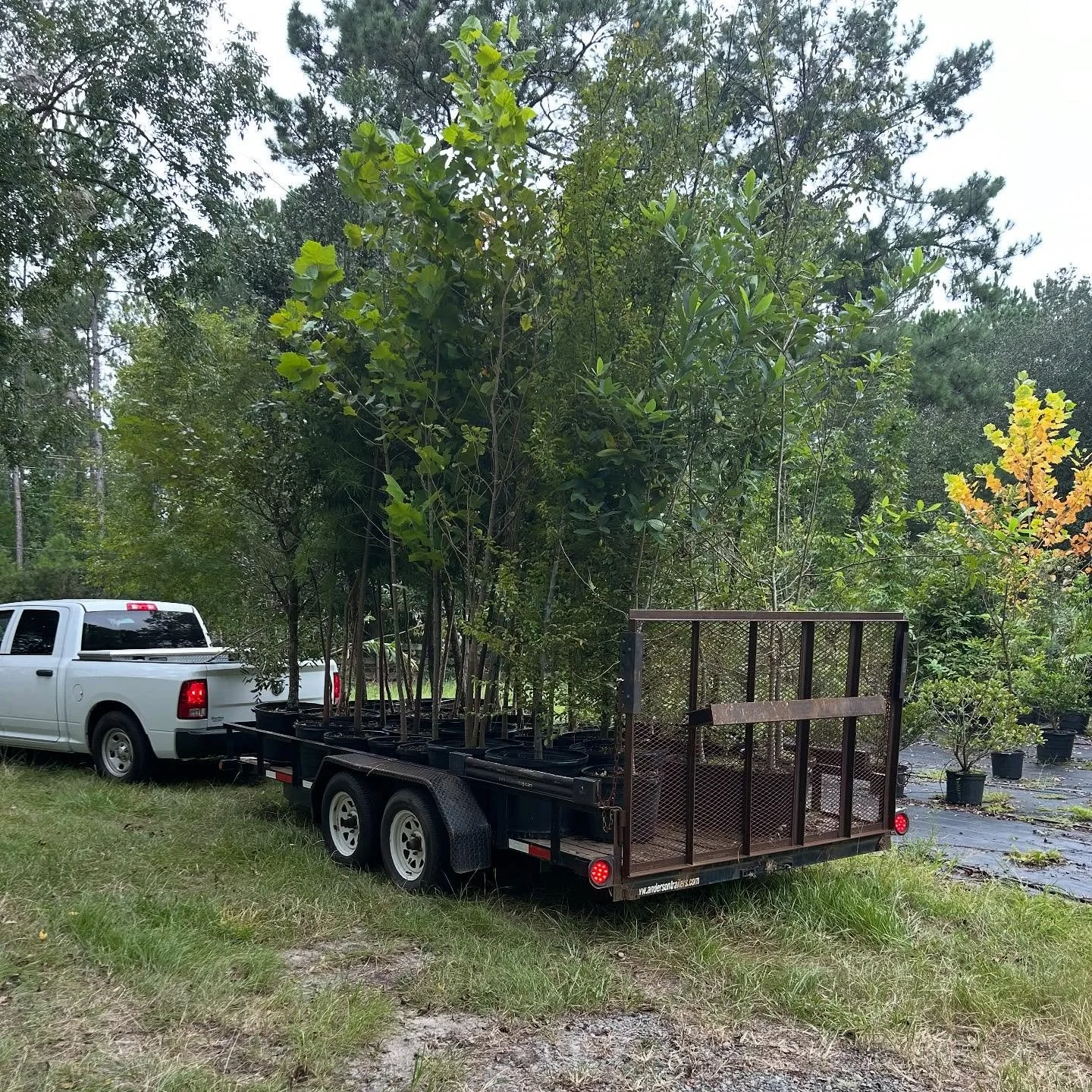 @mccpra19 picked up a forest at our nursery yesterday. We look forward to their planting for the great people of Moultrie!