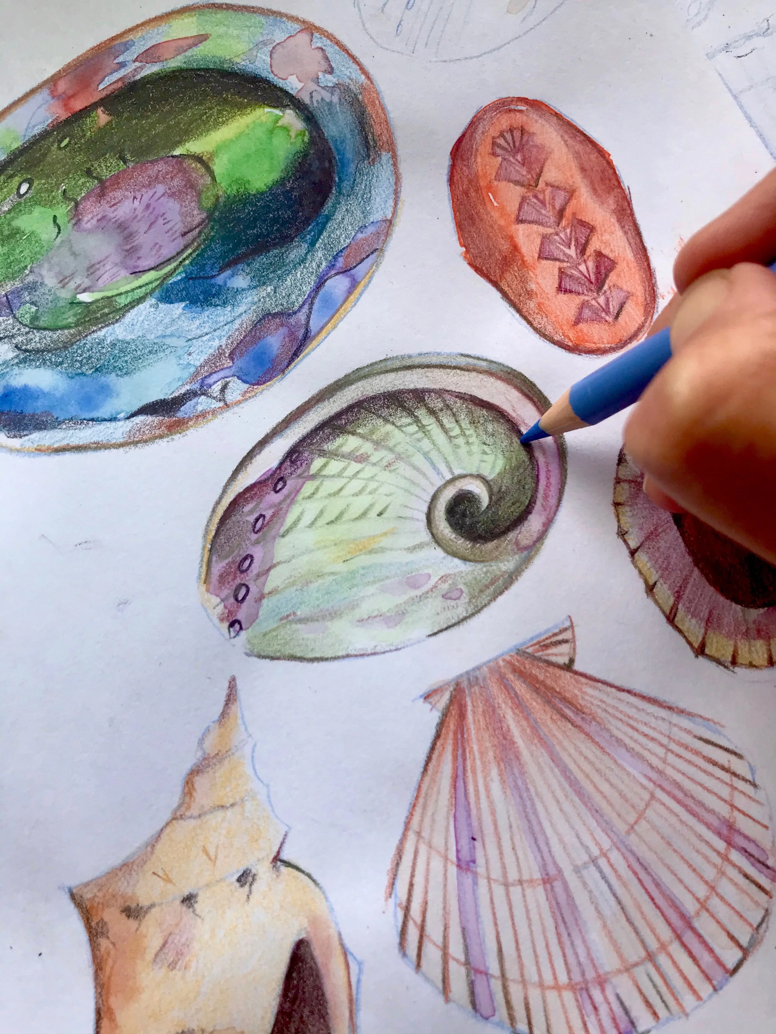  New Zealand shells.  Graphite pencil, colouring pencils. 