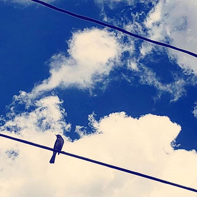 &quot;When I saw a little bird. It told me what it had heard. Down the road up the street. It said, 'there's no need to worry love is closer than you think.'&quot; -Bird Song... singing in your ears very soon!
.
.
.
#BirdSong #GoldAnchor #GoldAnchorM