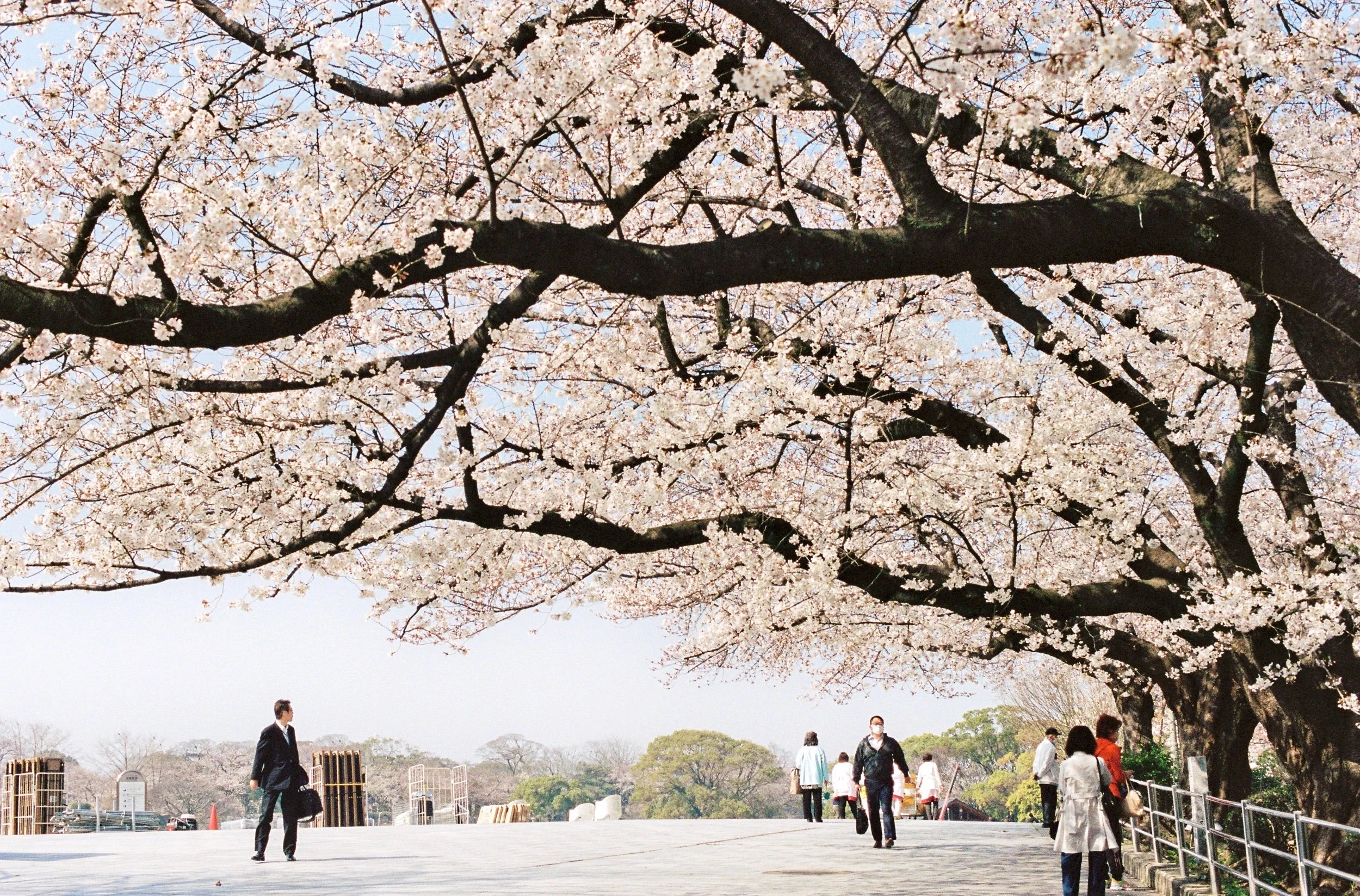Japan Spring 2018-78.jpeg