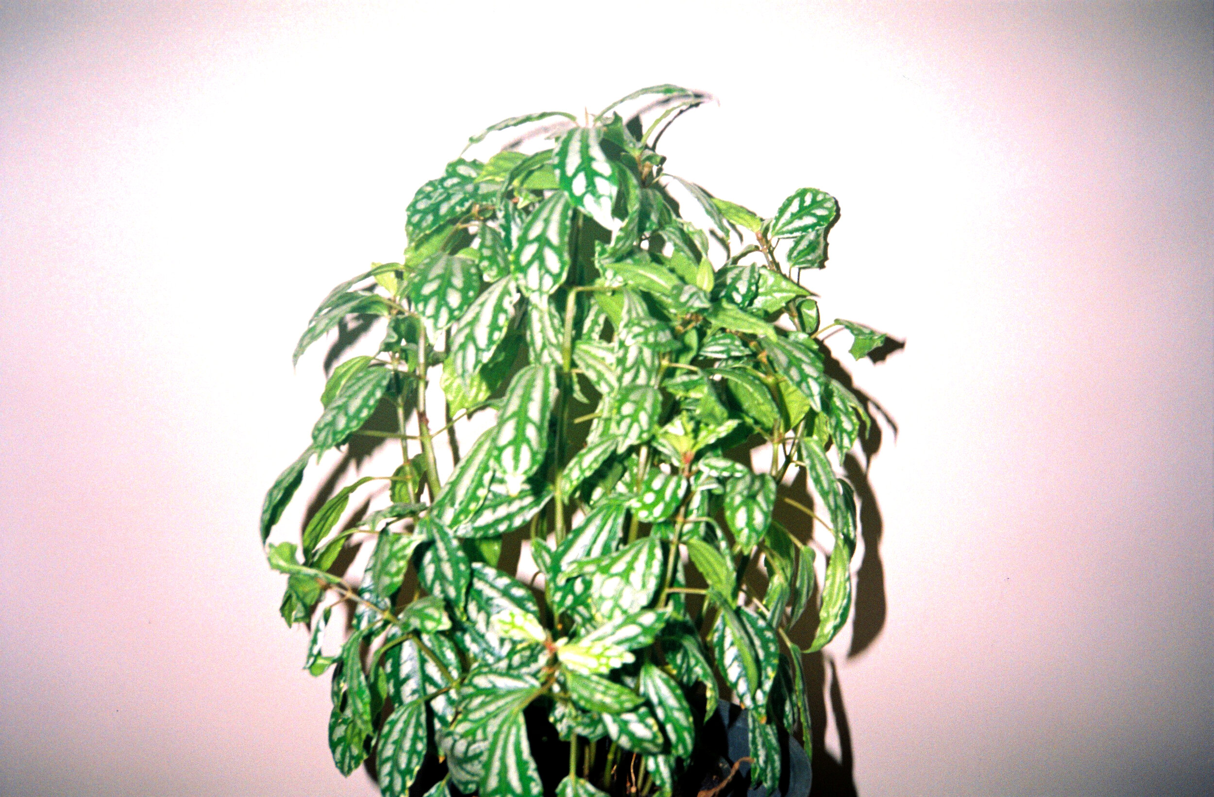 000024 (edited-Pixlr).jpg