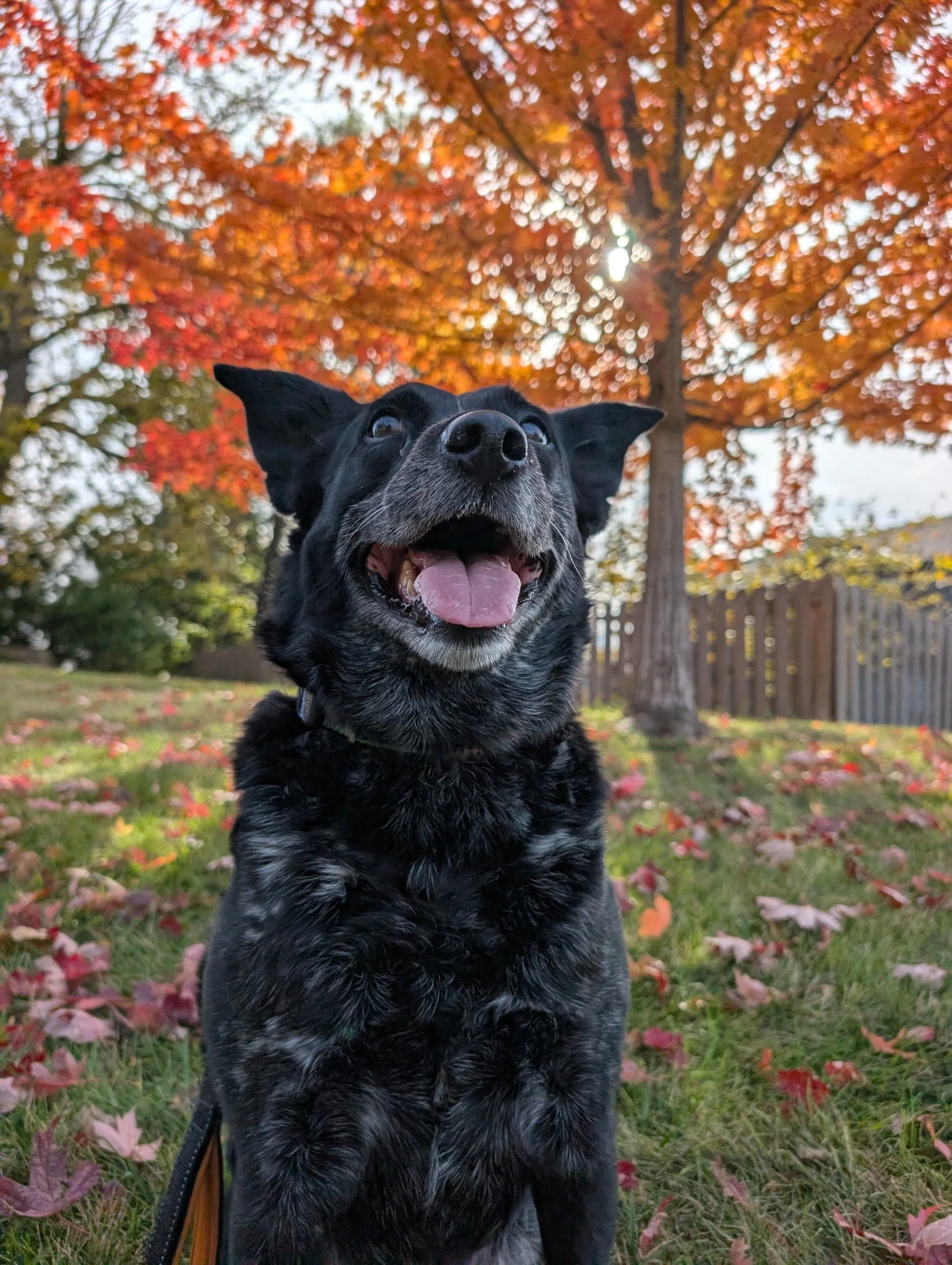 processed_1000074747.jpg