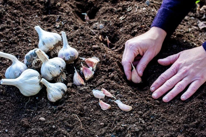 Planting garlic bulbs
